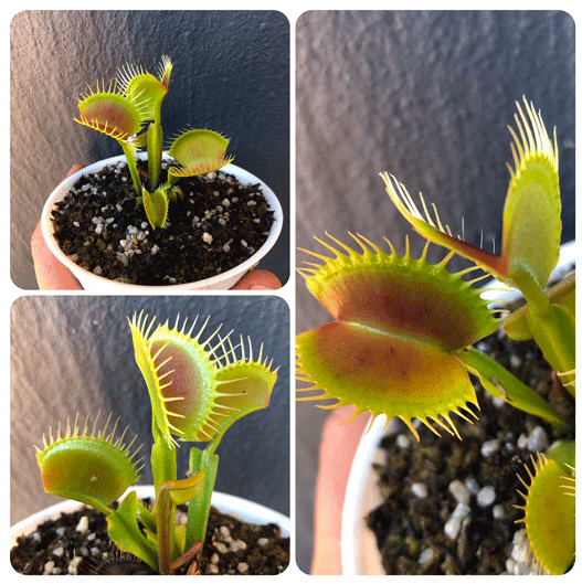 Buy Venus Fly Trap cv B52 * Specimen plant * Rare and collectables ~ Carnivorous plants for sale South Africa