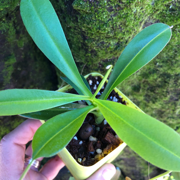 Nepenthes Maxima x Aristolochioides • Tropical Pitcher hybrid • Borneo Exotics