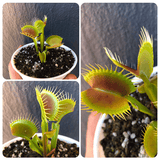Buy Venus Fly Trap cv B52 * Specimen plant * Rare and collectables ~ Carnivorous plants for sale South Africa