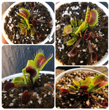 Whatsapp RARE & COLLECTABLES Sale (BN07/05) 🌟 DM Cultivo's Holiday Traps - One red + One green * Limited Release 🌱 Potted