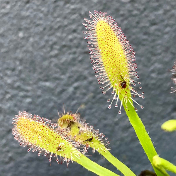 Drosera capensis (Bainskloof, RSA) • Compact Cape Sundew • Great for terrariums!