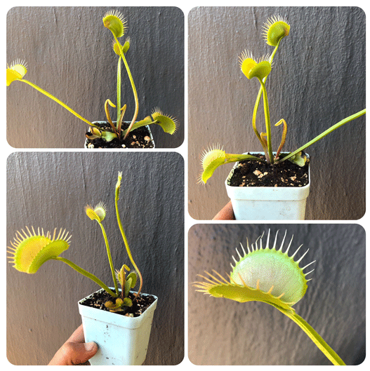 Venus flytrap Slim Snapper · Special Import from Flytrapstore