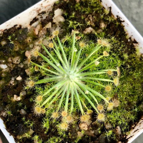 Drosera Broomensis (Kimberley, Australia) - Wooly Sundew | Cultivo SA ...