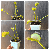 Whatsapp RARE & COLLECTABLES Sale (BN07/07) 🌟 DM Slim Snapper ex Flytrapstore * Special Import 🌱 Bareroot