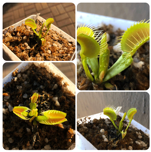 Buy Venus Fly Trap Funnel Trap ex C. Klein  * Specimen plant * Rare and collectables ~ Carnivorous plants for sale South Africa