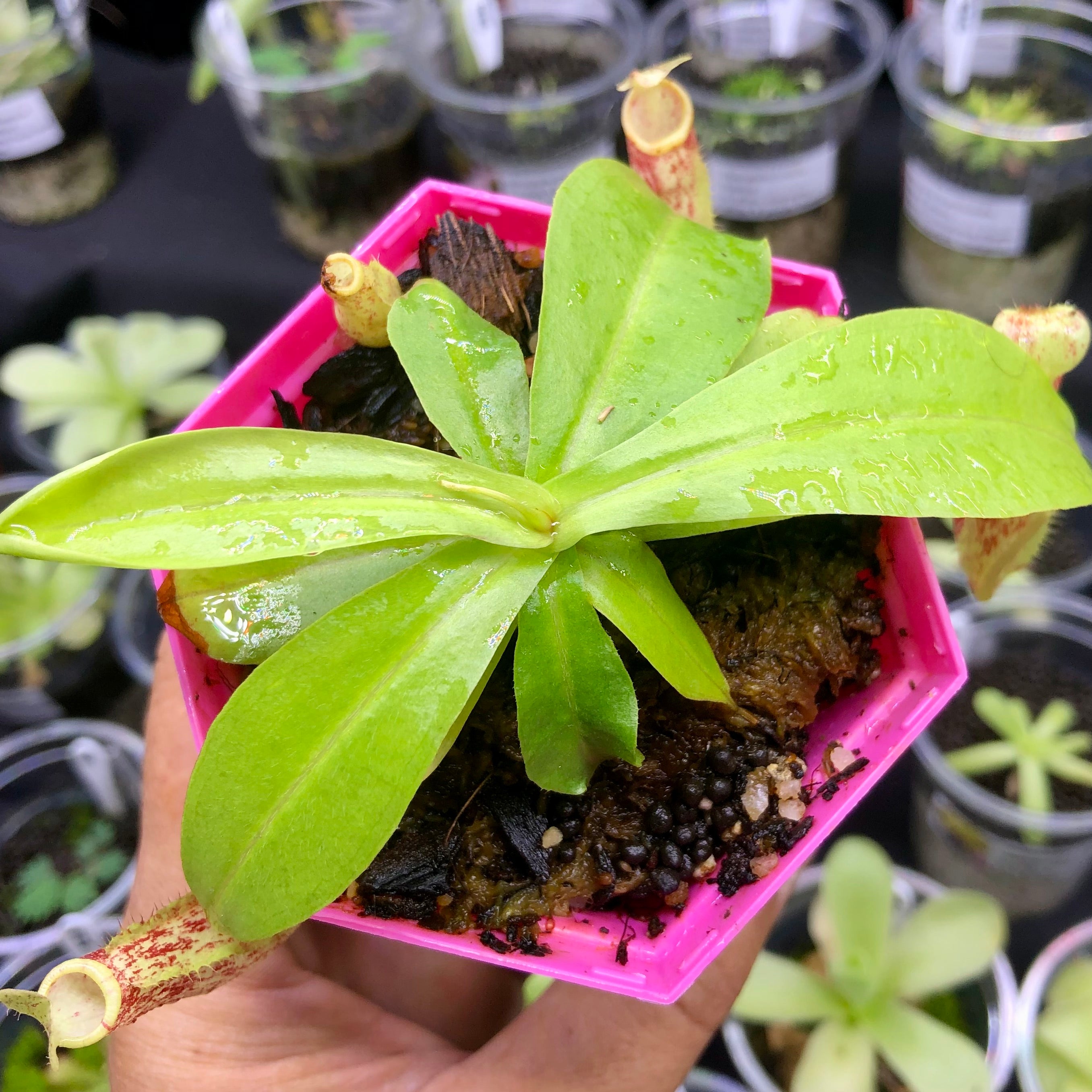 Nepenthes Mirabilis x Northiana – Buy this easy hybrid in South