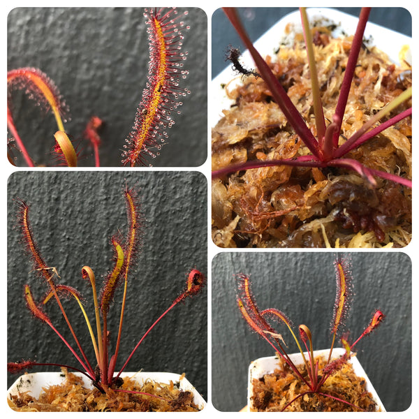 Drosera Capensis All Red (Gifberg pass, RSA) • Rare Clone • C.Klein, Germany