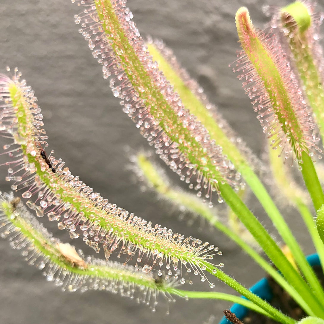 SUNDEW: Drosera Capensis f. Alba (various sizes) for sale | Buy carnivorous plants and seeds online @ South Africa's leading online plant nursery, Cultivo Carnivores