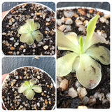 Whatsapp RARE & COLLECTABLES Sale (BD04/01) 🌟 Pinguicula Weser ex Carniflora 🌱 Potted