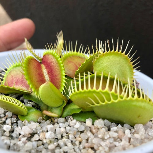 Buy online: Venus Fly Trap cv B52 XXL C.Klein * Rare and collectable carnivorous plants for sale South Africa