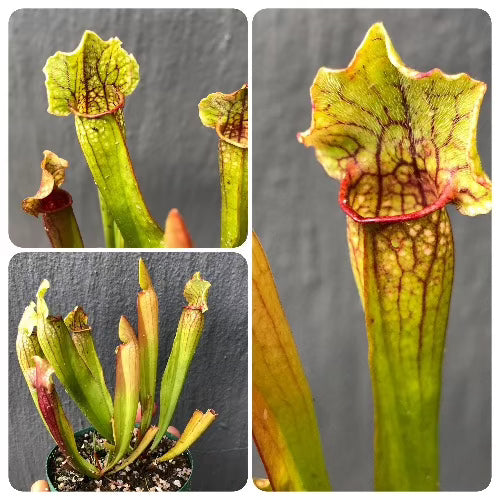Sarracenia Mitchelliana f. Red · Rare Clone · C.Klein