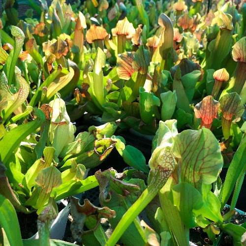 24-Plant DISCOUNT VALUE BOX ☀️ Sarracenia Mixed Hybrids ~ LWS 251 🪴 Potted