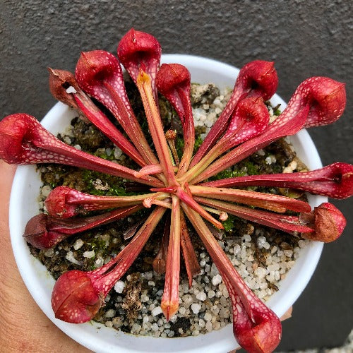 Sarracenia Psittacina okefenokeensis giant ex Lee's Botanical Garden