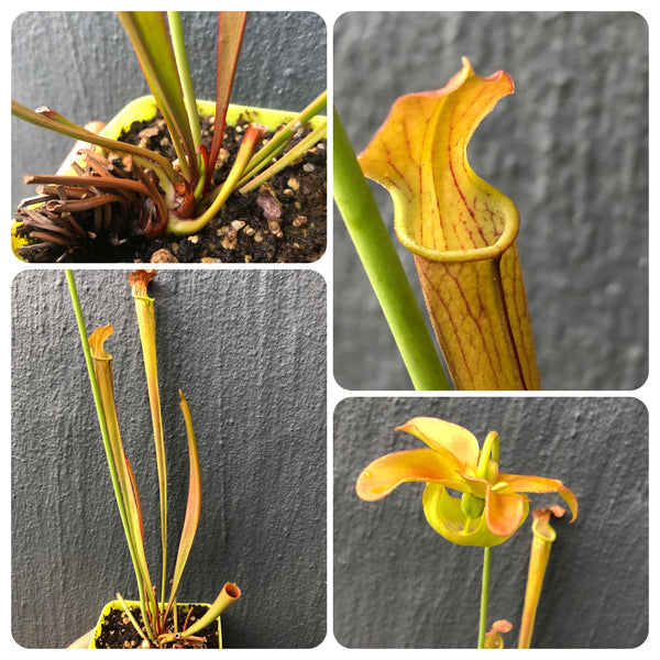 Sarracenia xReadii Alabama Red * Breeding stock