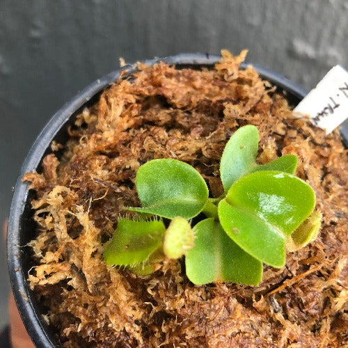 Nepenthes truncata　Malimumu, philippines Nepenthes truncata (Mt. Malimumu, Philippines) | Rare Wistuba