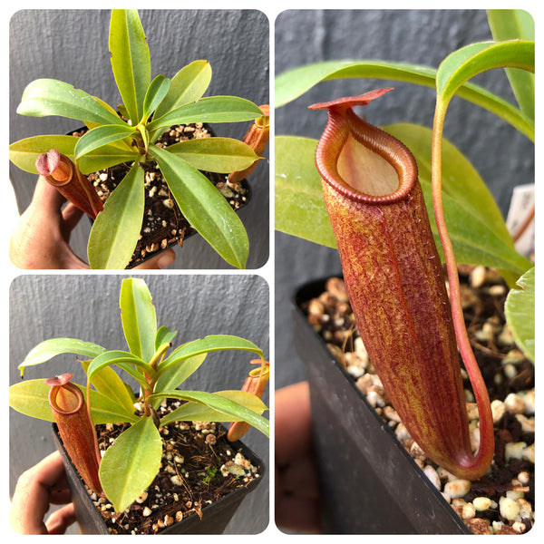 Nepenthes Dubia x Deaniana · Seed grown · Wistuba Tropical Pitcher