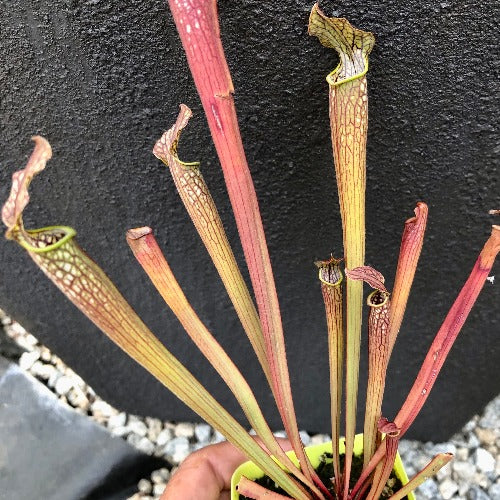 Buy online:  Sarracenia Readii, Alabama Red * Natural Hybrid * Rare and collectable carnivorous plants for sale South Africa