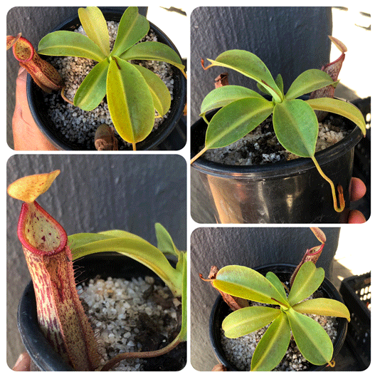 Nepenthes Miranda · Rooted Cutting · Tropical Pitcher Plant