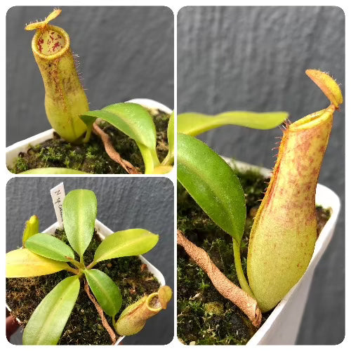 Buy Nepenthes sp Cornuta loc Mindanao, Philippines - Clone 1 ex Wistuba * Specimen plant * Rare and collectables ~ Carnivorous plants for sale South Africa