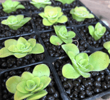 SPRING 2023 ☀️ 12 Plant VALUE PACK:  Pinguicula CC#57 RBM029 🌱 7cm Potted > Limited release!