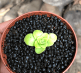 SPRING 2023 ☀️ 12 Plant VALUE PACK:  Pinguicula CC#57 RBM029 🌱 7cm Potted > Limited release!
