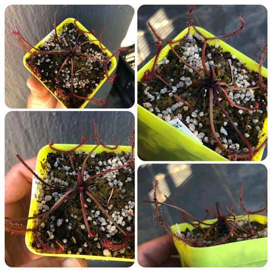 Buy Binata var multifida f extrema ex Best Carnivorous Plants * Specimen plant * Rare and collectables ~ Carnivorous plants for sale South Africa
