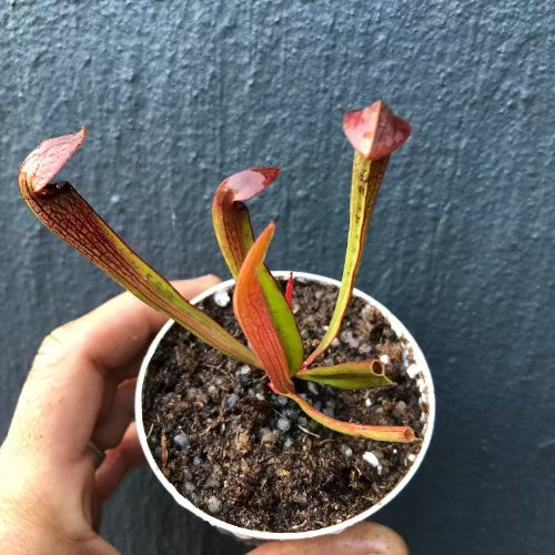 Sarracenia “Godzuki” (S. Leucophylla x Minor giant) ex SNW * 3rd gen Rooted Division [#JS110/01] for sale | Buy carnivorous plants and seeds online @ South Africa's leading online plant nursery, Cultivo Carnivores