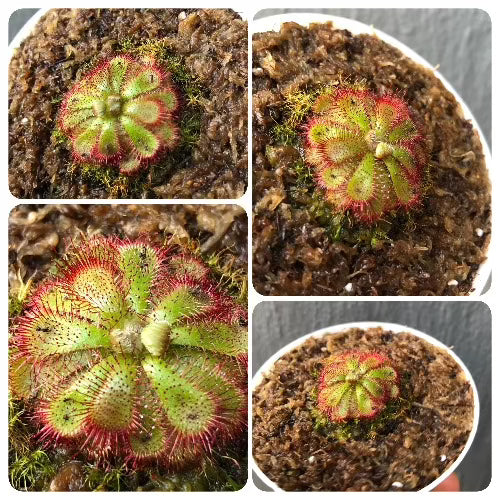 Drosera Admirabilis location Palmiet river, South Africa * Carnivorous plants for sale