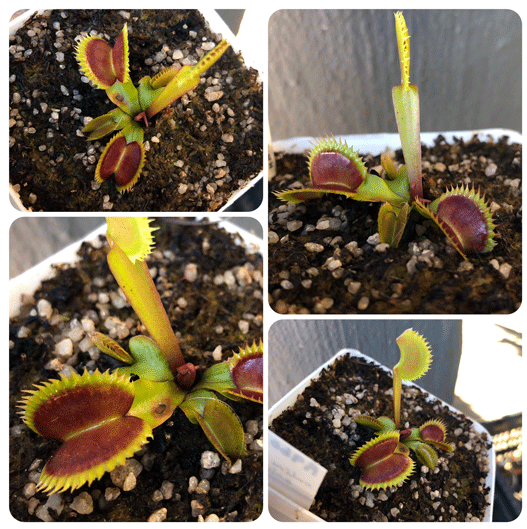 Buy Venus Fly Trap Winemouth ex Diflora * Specimen plant * Rare and collectables ~ Carnivorous plants for sale South Africa