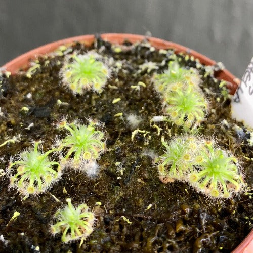 Drosera Helodes x Pulchella (Pygmy Sundews)