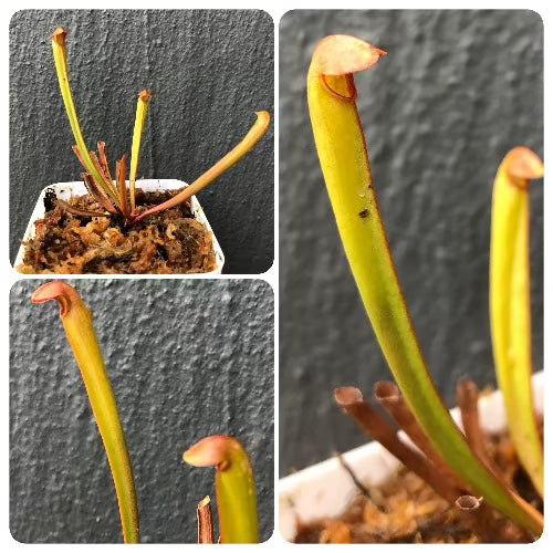 Sarracenia Minor var. okefenokeensis, Reading University MK M 18 * Seed grown