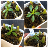 Buy Nepenthes Lowii (Trus madi x Murud) Seed grown * Specimen plant * Rare and collectables ~ Carnivorous plants for sale South Africa