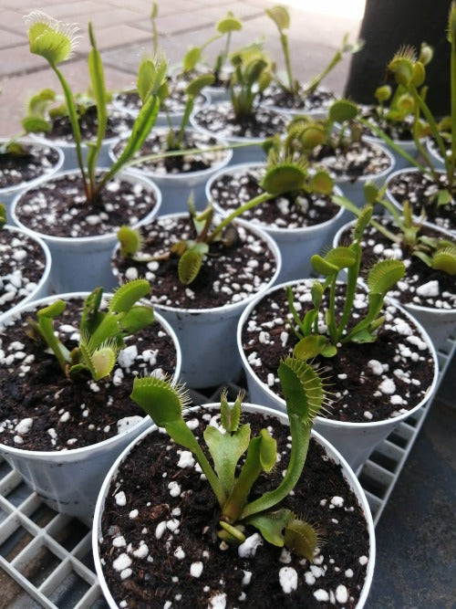Buy in bulk 48-Plant BULK PACK Venus Flytrap Starter (Mixed giants ...