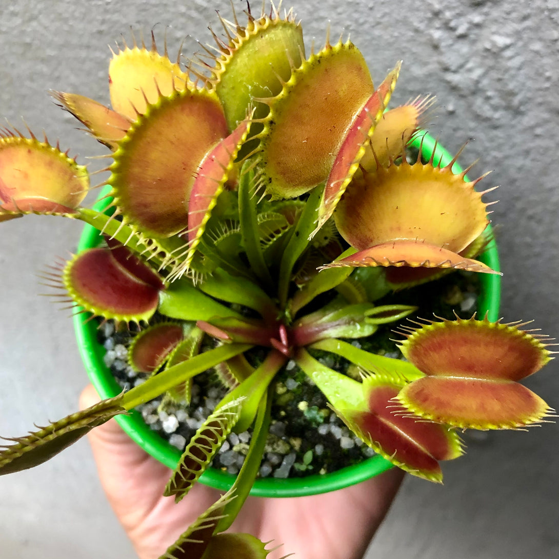 VENUS FLYTRAP 🌟 DM DC XL * Flytrapstore, USA 📏 7+yr old Mature, multi-crown plant 💎 Collectors Item > Exact plant pictured for sale | Buy carnivorous plants and seeds online @ South Africa's leading online plant nursery, Cultivo Carnivores