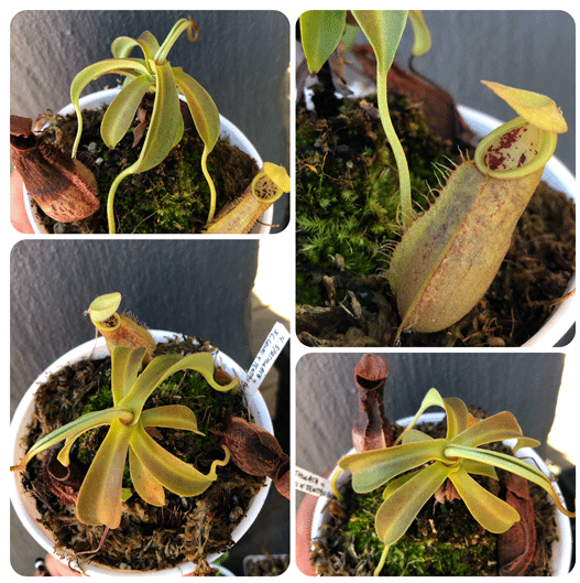 Buy Nepenthes Spathulata x (Lowii x Tentaculata)  * Specimen plant * Rare and collectables ~ Carnivorous plants for sale South Africa