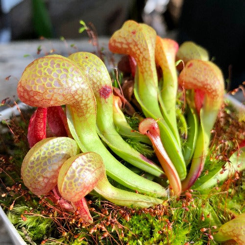 RARE! COBRA PLANT: Darlingtonia Californica 'Sphagnum site' Del Norte Co, CA * Carnivorous plants for sale @ Cultivo Carnivores South Africa