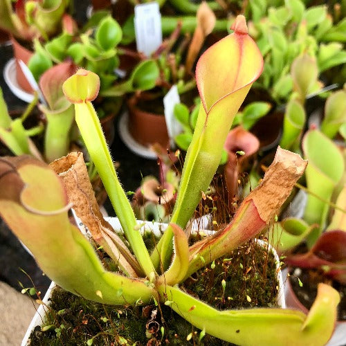 Heliamphora Nutans f. Giant - Mericlone • Wistuba Clone 1 • Exact plant