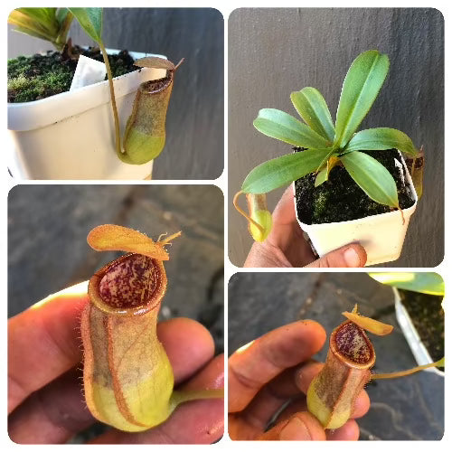 Nepenthes Ventricosa x Mirabilis ex Malesiana Tropicals 🌱 Potted