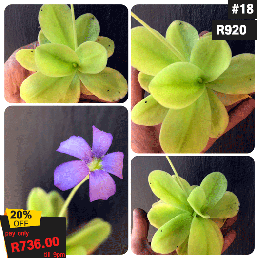 Pinguicula Gigantea · Giant Butterwort · BCP Clone