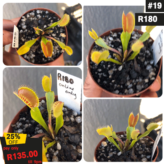 Venus flytrap Monster Mix · Seed-grown Original · Giant Flytrap