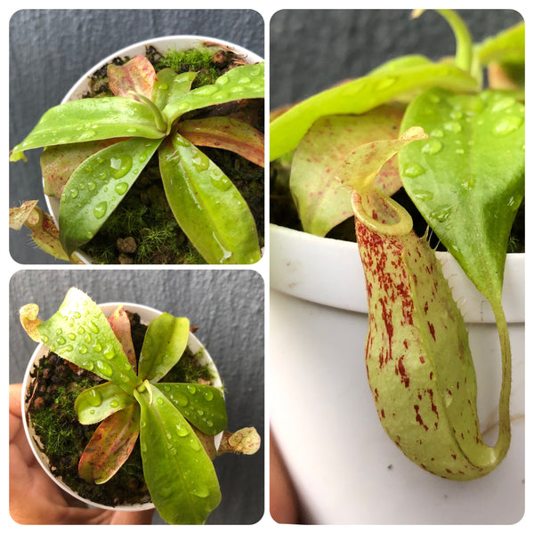 Nepenthes Mirabilis wing red x Northiana • Seed-grown hybrid • Rare lowland pitcher plant for collectors
