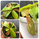 Whatsapp RARE & COLLECTABLES Sale (BN28/12) 🌟 Nepenthes Mirabilis wing red x Northiana (Intermediate / LL) * Special Import 🌱 Potted