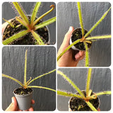 Whatsapp RARE & COLLECTABLES Sale (BN21/09) 🌟 Drosera Regia loc Bains Kloof (Highland form) ex BCP 🌱 Bareroot