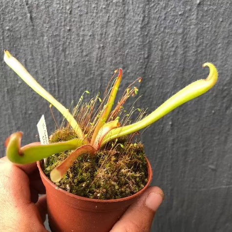 Heliamphora “Godzilla” · Wistuba Clone 1 · Ultra rare sun pitcher