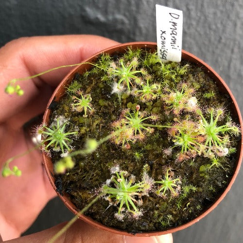 SUNDEW: Drosera Mannii x Omissa (Pot o' Pygmies) for sale | Buy carnivorous plants and seeds online @ South Africa's leading online plant nursery, Cultivo Carnivores