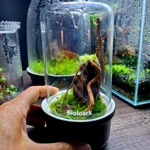 M•O•S•S•Y DOME™ • Tiny Terrarium Kit <br>(Tropical Edition)