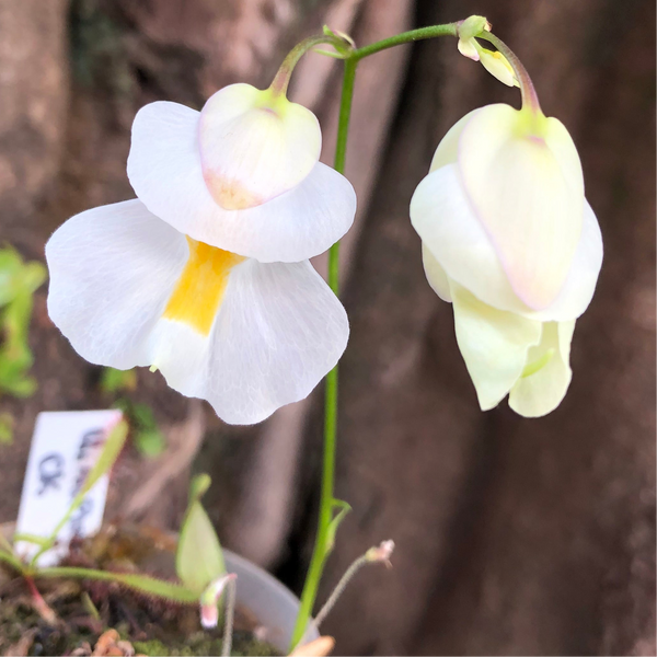 Utricularia Alpina • Rare Epiphytic Bladderwort • Flowering size Adult plant
