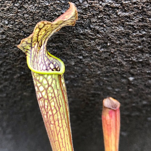 Buy online:  Sarracenia Readii, Alabama Red * Natural Hybrid * Rare and collectable carnivorous plants for sale South Africa