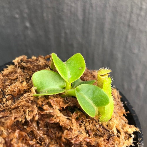 Nepenthes truncata　Malimumu, philippines CARNIVOROUS PLANTS FOR SALE * Buy online from anywhere in South
