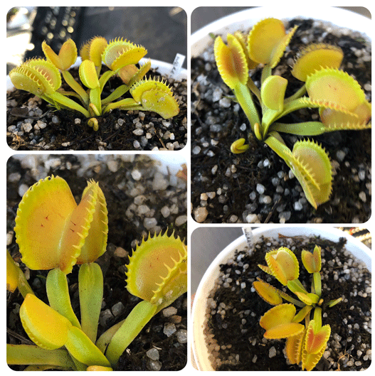 Buy Venus Fly Trap cv Werewolf ex Flytrapstore * Specimen plant * Rare and collectables ~ Carnivorous plants for sale South Africa